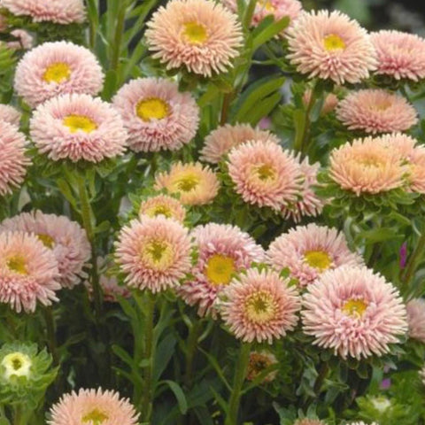 Aster - Matsumoto Apricot