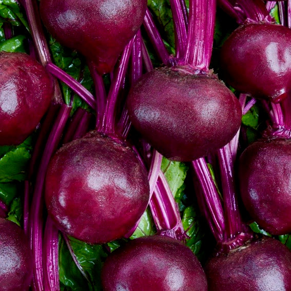 Beets - Merlin F1 (Hybrid)