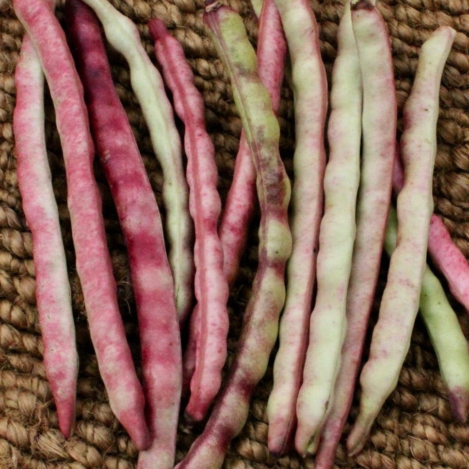 Peas - Mississippi Purple Brown Crowder (Southern Cowpeas)