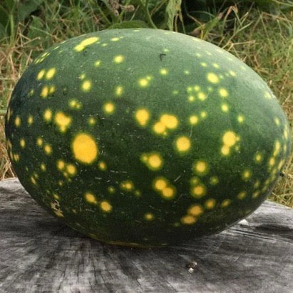 Watermelon - Moon and Stars