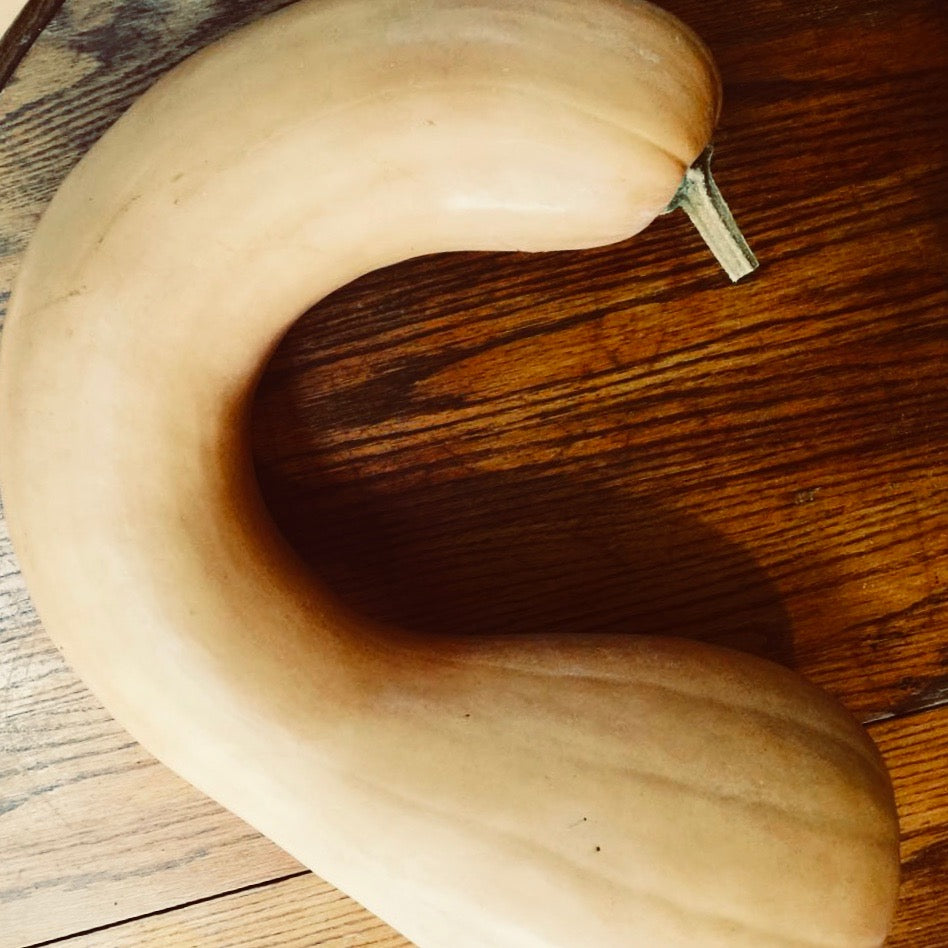 Squash - Neck Pumpkin (Winter Squash)