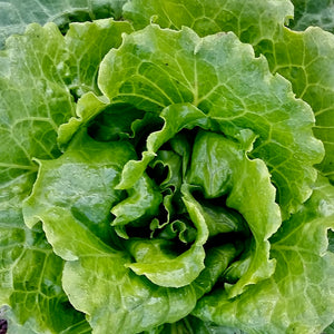 Lettuce - Nevada