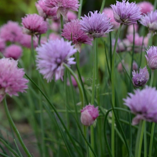 Onion Chives