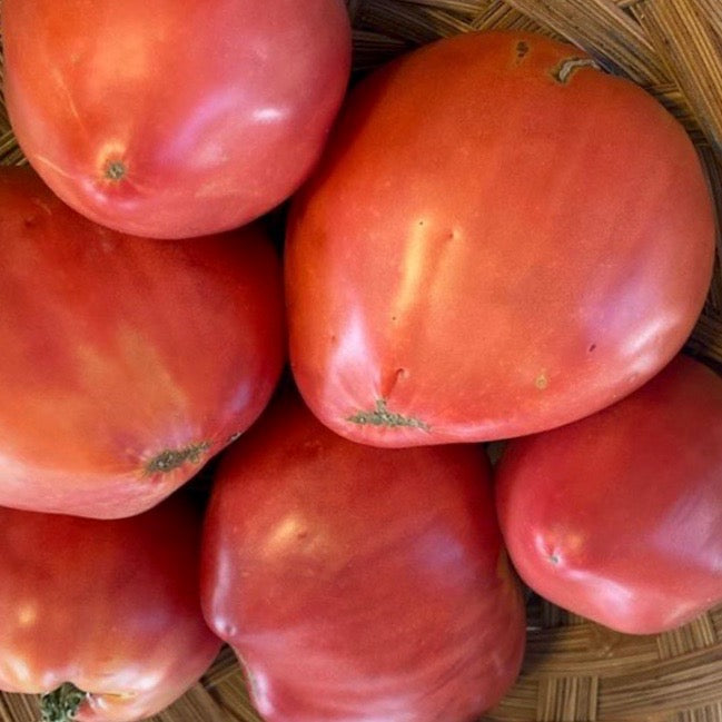 Tomato - Oxheart Pink D