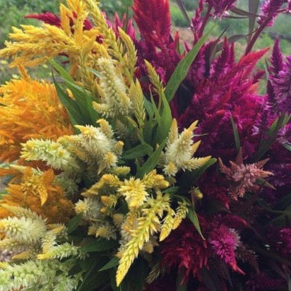 Celosia - Pampas Plume