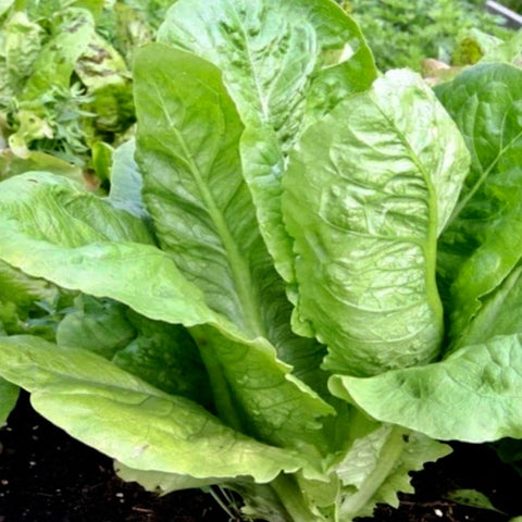 Lettuce - Paris White COS Green Romaine