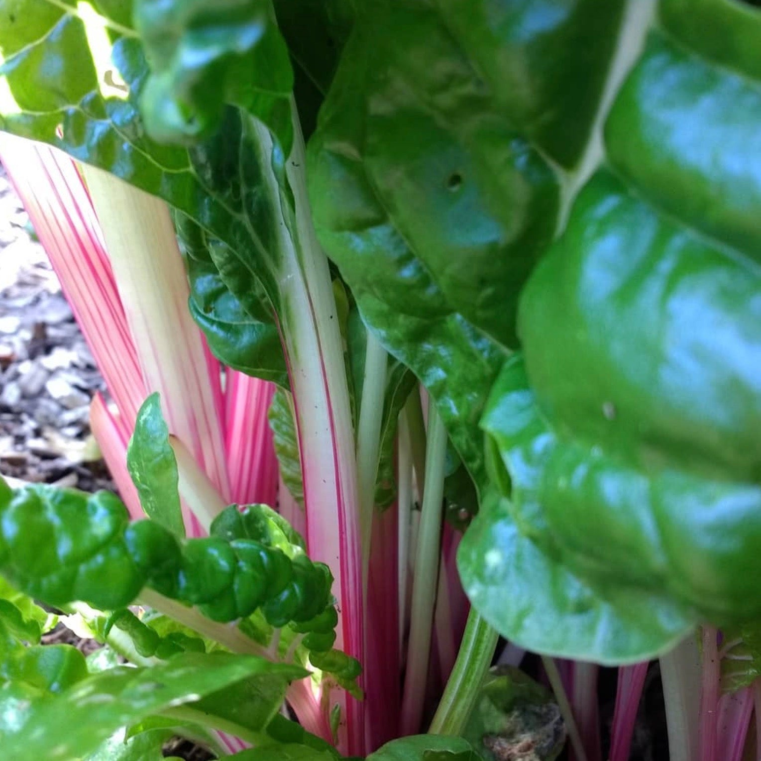 Swiss Chard - Peppermint