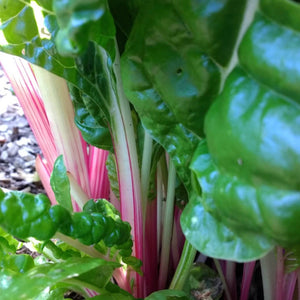 Swiss Chard - Peppermint