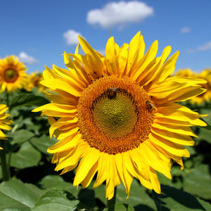 Sunflowers - Peredovik (Certified Organic)