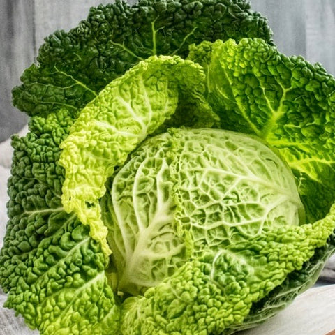 Cabbage - Perfection Savoy