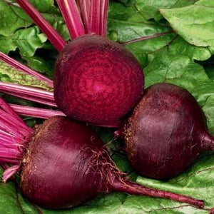 Beets - Piatta D'Egitto