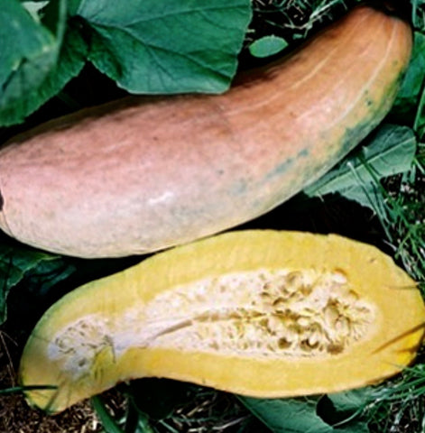 Squash - Pink Banana Jumbo (Winter Squash)