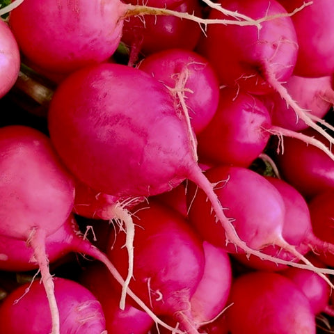 Radish - Pink Celebration