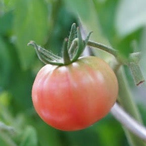 Tomato - Pink Stuffer I