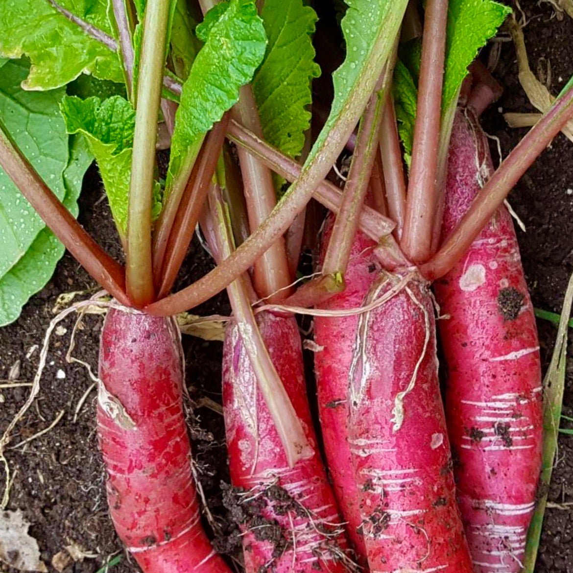 Radish - Pink Summercicle