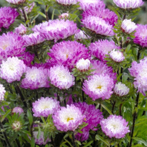 Aster - Matsumoto Pink Tipped White