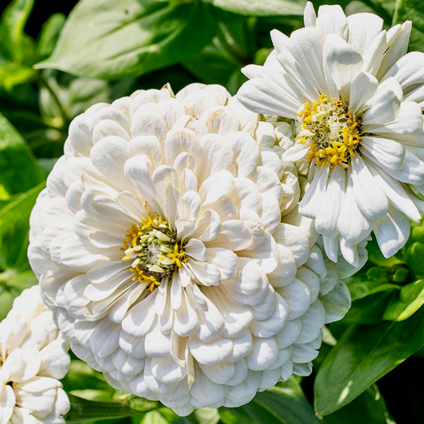 Zinnia - Polar Bear White Dahlia Type