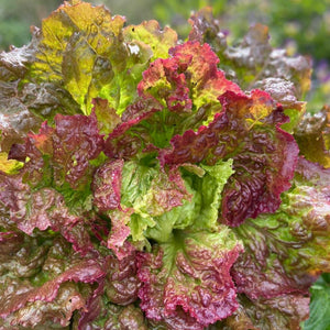 Prizehead Leaf Lettuce – Grow It Depot Prizehead Leaf Lettuce – Grow It Depot