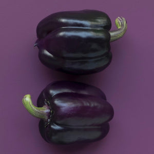 Sweet Pepper - Purple Beauty