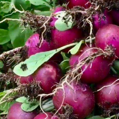 Radish - Purple Plum