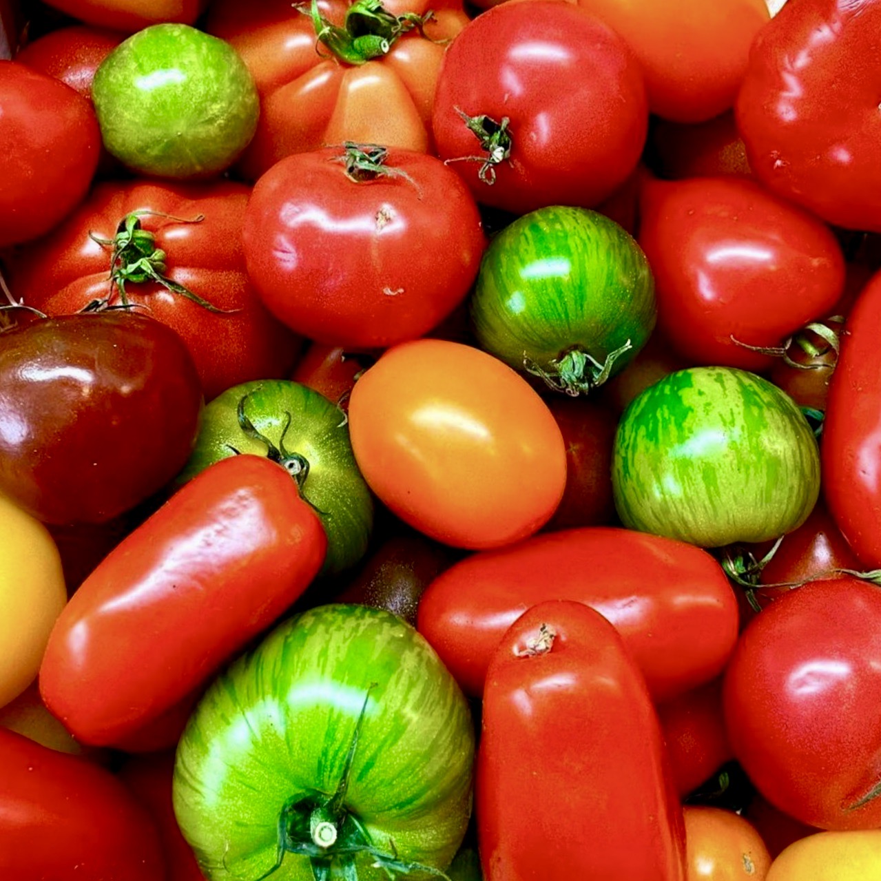 Tomato - Heirloom Rainbow Mix