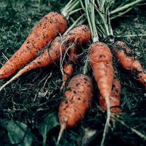 Carrots - Red Core Chantenay