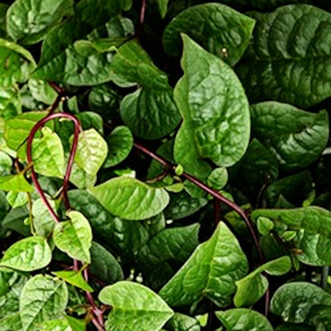 Spinach - Red Malabar