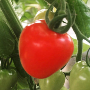 Tomato - German Red Strawberry