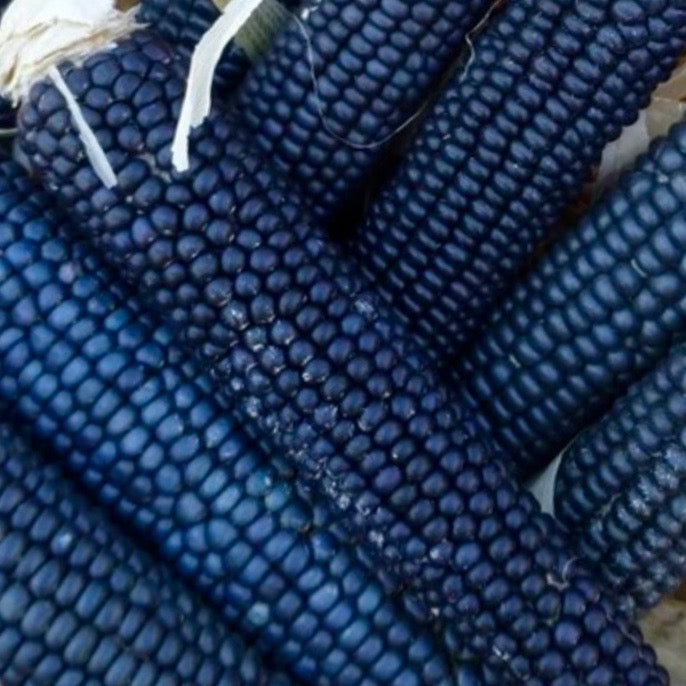 Corn - Rio Grande Blue (Ornamental Corn)