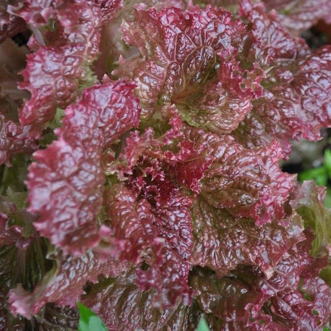 Lettuce - Ruby Red