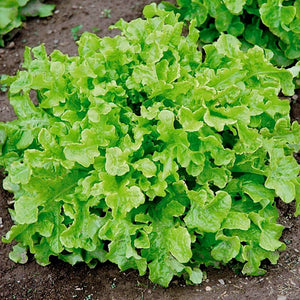 Lettuce - Salad Bowl Green