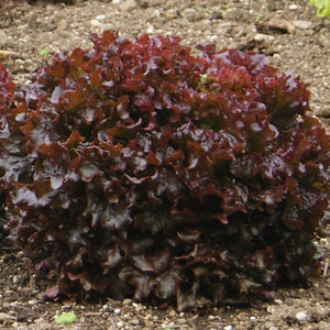 Lettuce - Salad Bowl Red