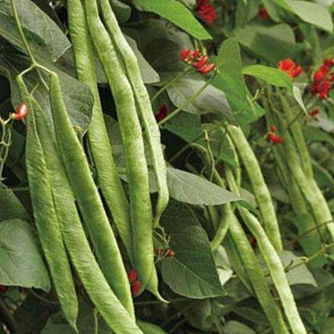 Beans - Scarlet Emperor Runner Beans (Pole type)