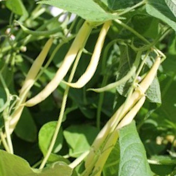 Beans - Black Pencil Pod Beans (Bush Snap Beans - Wax Type)