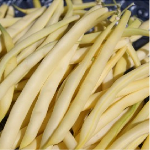 Beans - Black Pencil Pod Beans (Bush Snap Beans - Wax Type)