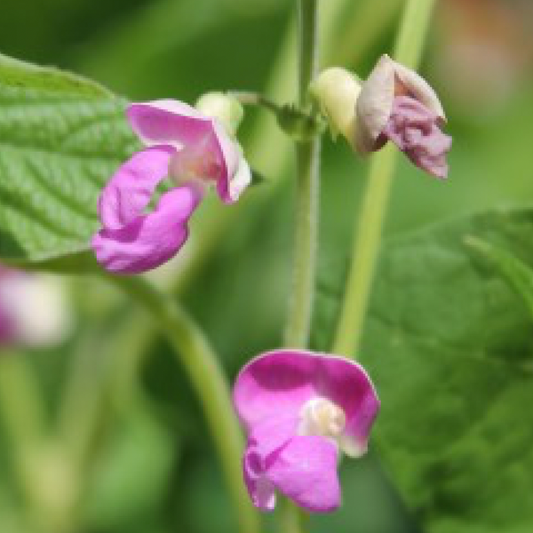 Beans - Black Pencil Pod Beans (Bush Snap Beans - Wax Type)