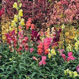 Snapdragon - Fairy Bouquet Mix