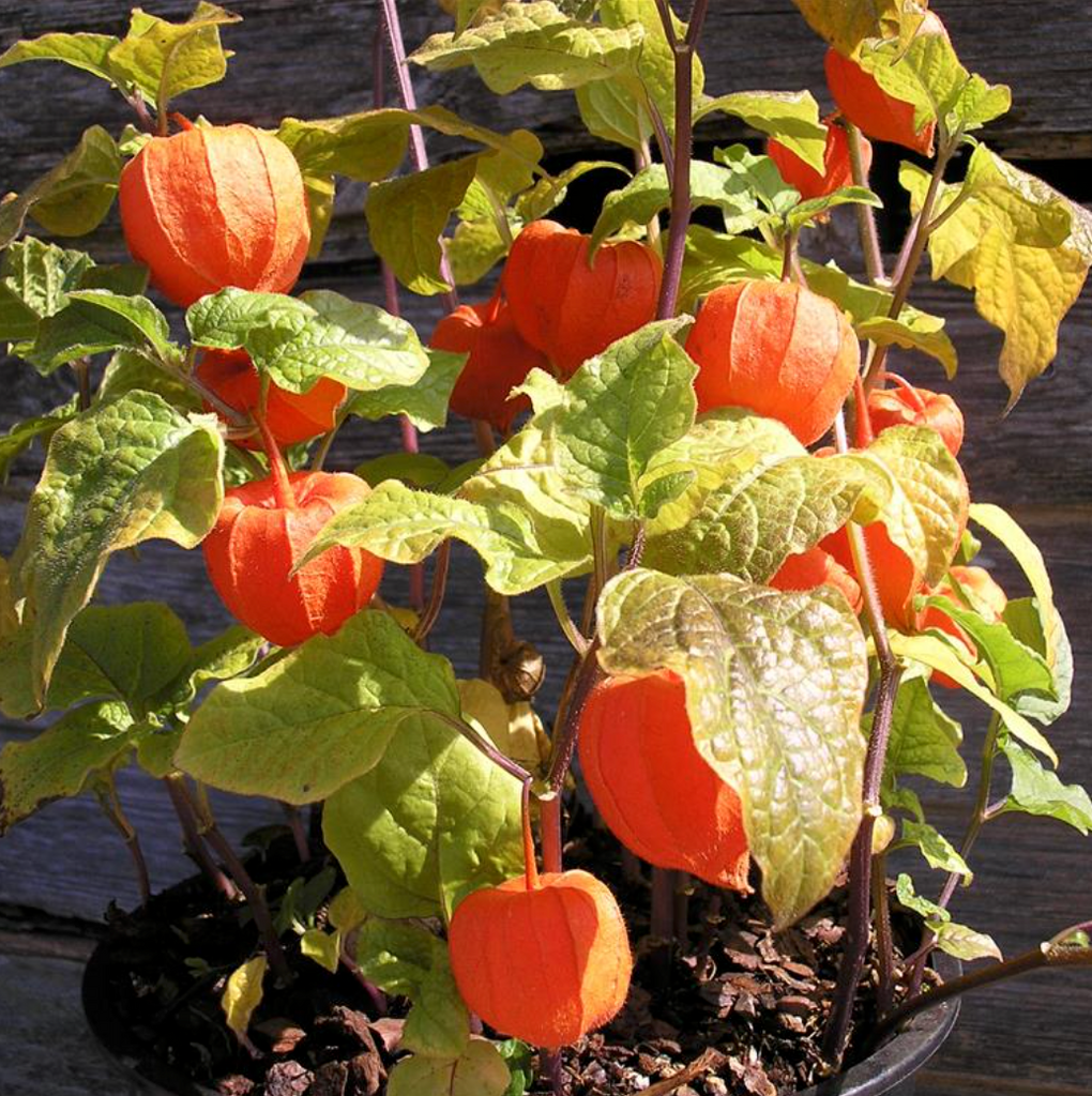 planting chinese lantern seeds Chinese Lantern – Stoner Seed Co