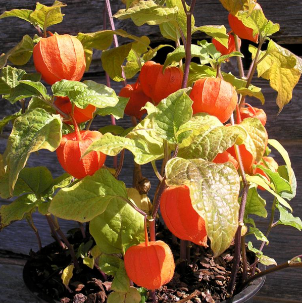 Chinese Lantern