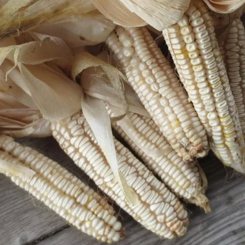 Corn - Hickory King OP Roasting Corn (Dent Field Corn)