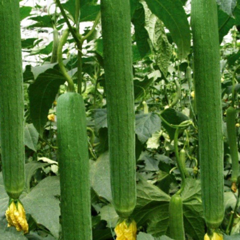 Gourd - Luffa