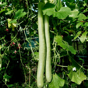 Gourd - Snake