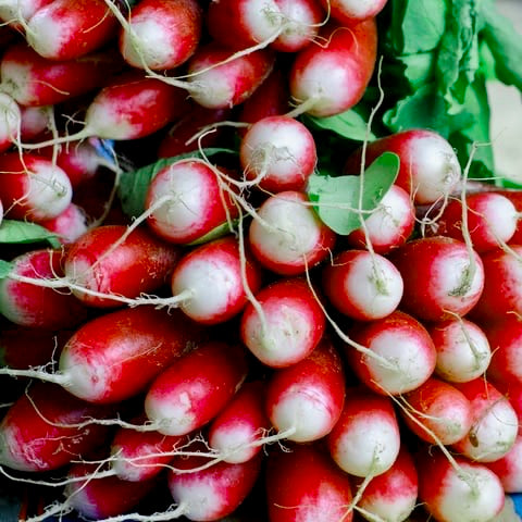 Radish - Sparkler – Stoner Seed Co.