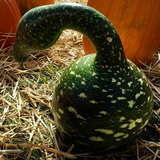 Gourd - Speckled Swan