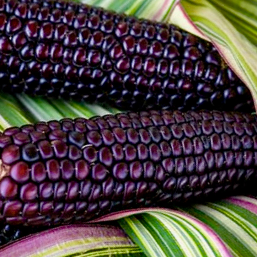 Corn - Striped Japonica (Ornamental Corn)