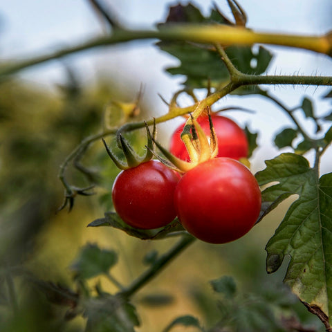 Tomato - Stupice I