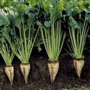 Beets - Sugar Beets