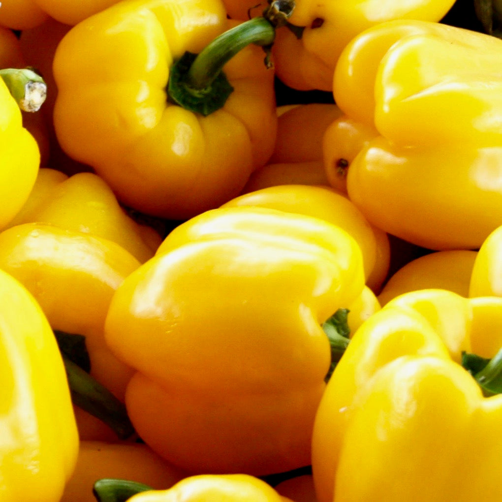 Sweet Pepper - Sunbright Bell Pepper