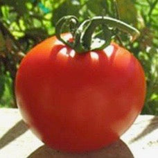 Tomato - Super Sioux