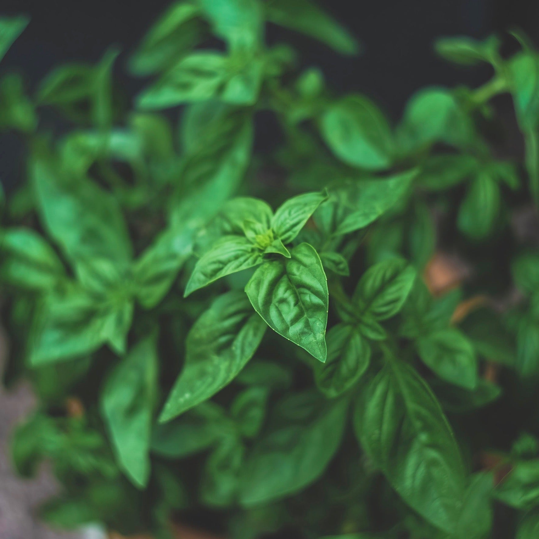 Basil - Sweet Italian Large Leaf Basil